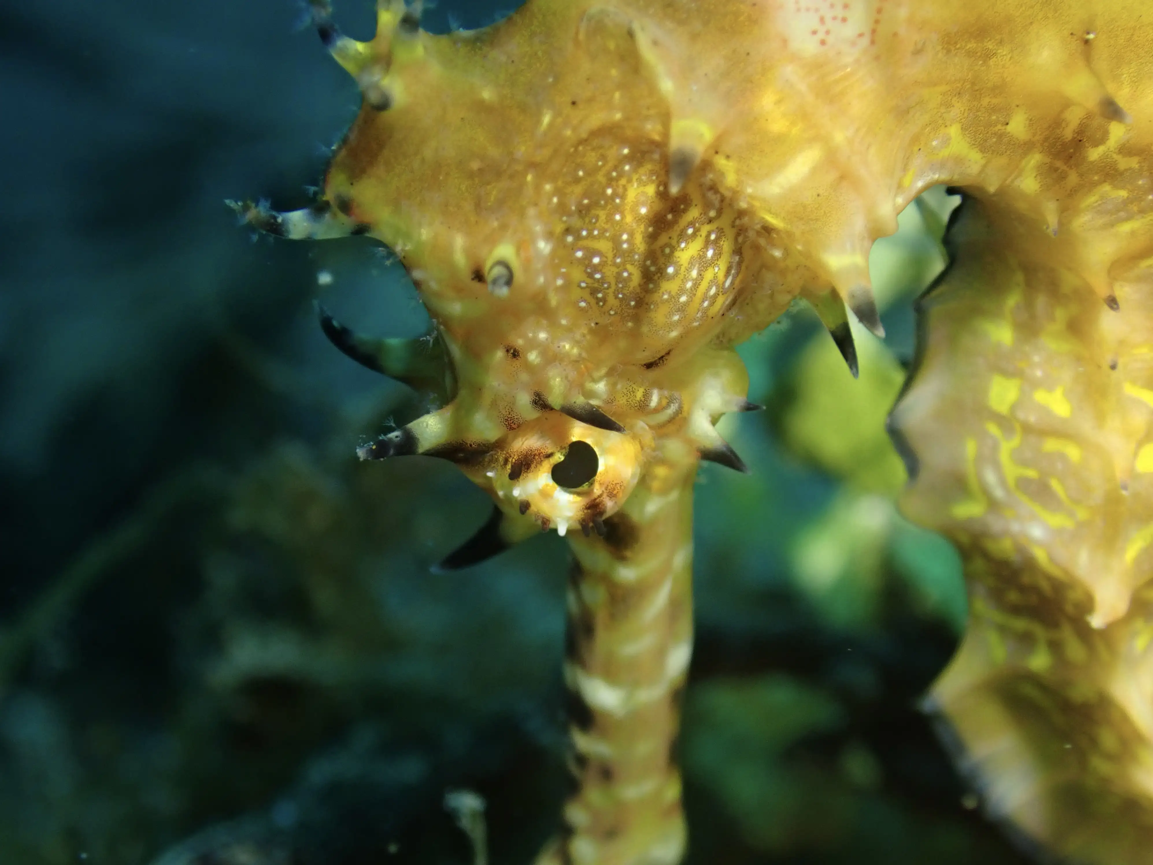 Thorny seahorse - Talisay - 22m